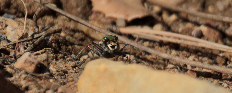 Cicindela campestre (Cicindela campestris)