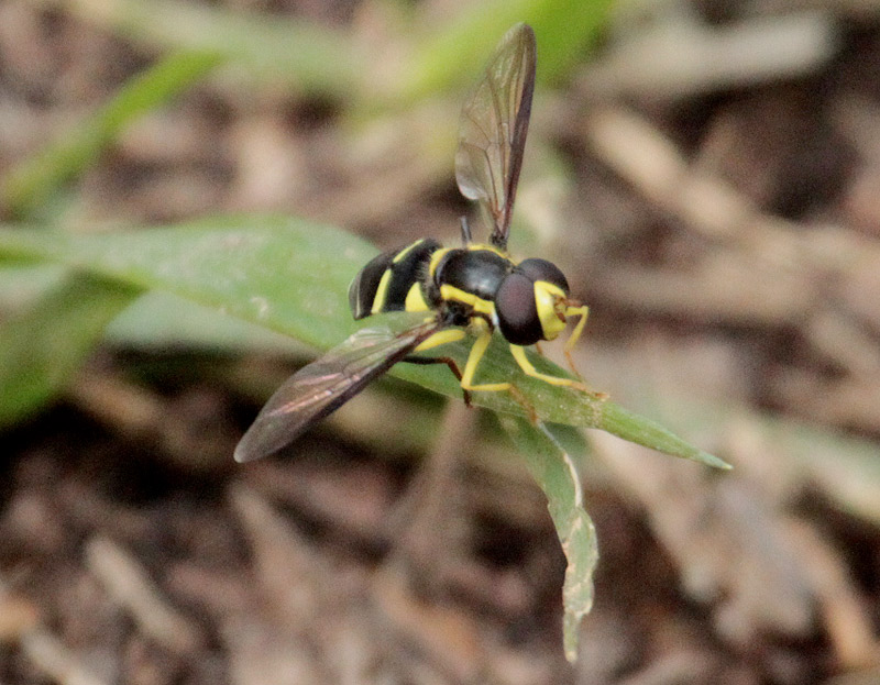 (Parasyrphus punctulatus )