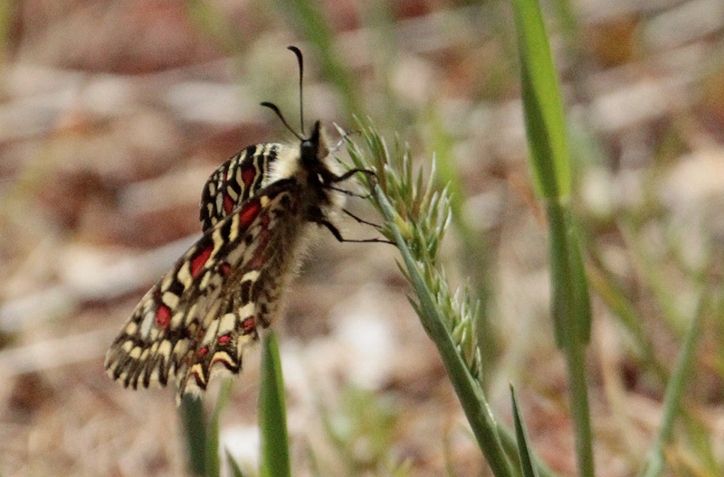 Zerynthia rumina