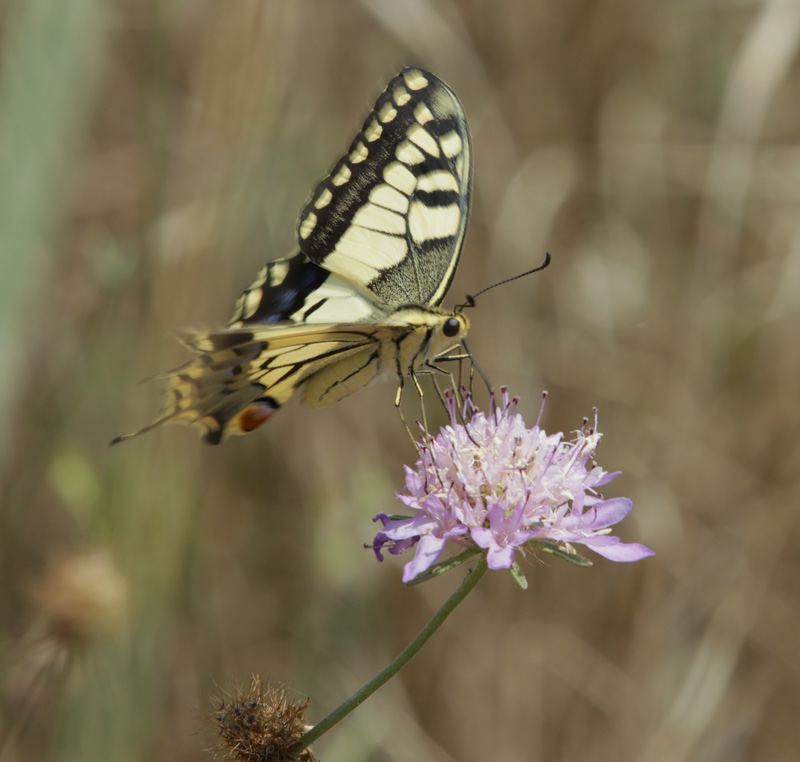 Papilio machaon.