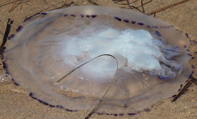 Acalefo blau (Rhizostoma pulmo)