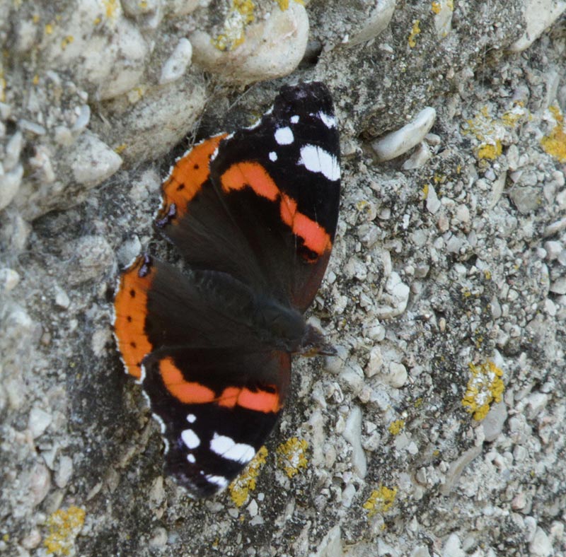 Vanessa atalanta.