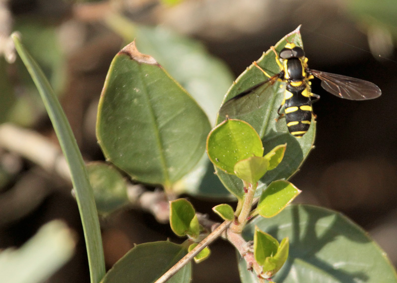 (Parasyrphus punctulatus ) Syrphidae