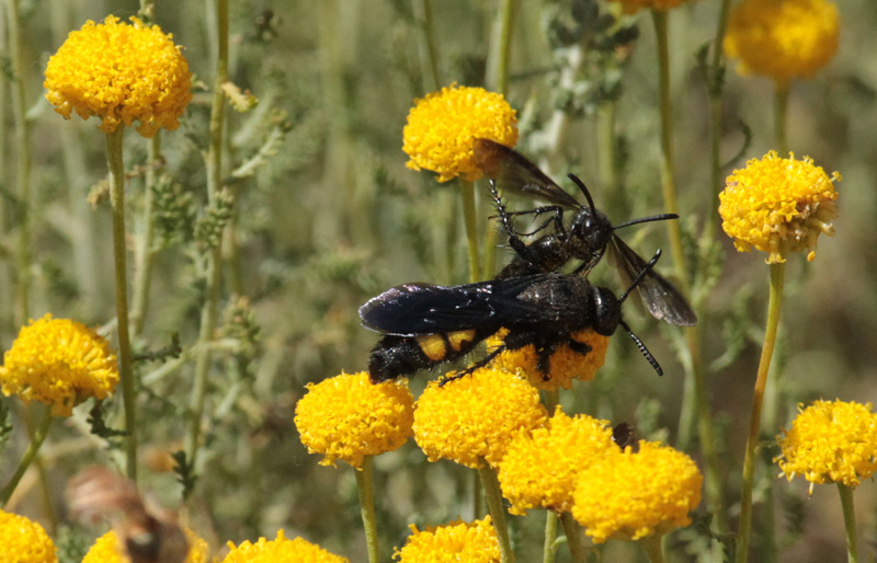 Scolia hirta, femella.