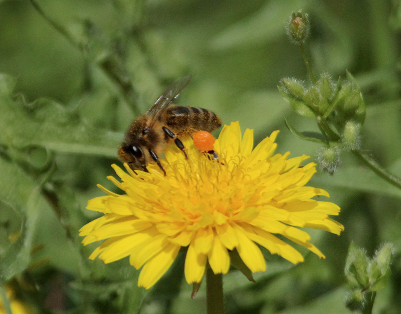 Abella de la mel (Apis mellifica) sobre  Dent de lleó (Taraxacum officinale)