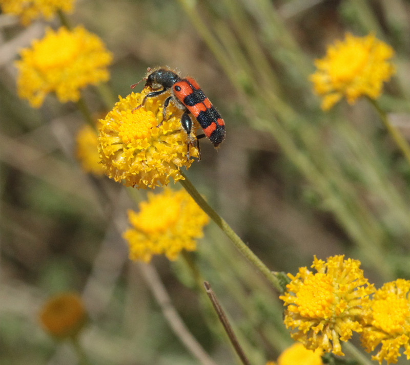 Escarabat (Trichodes leucopsideus).