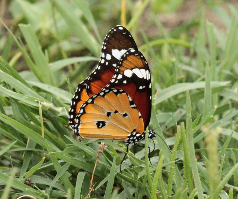 Papallona tigre.