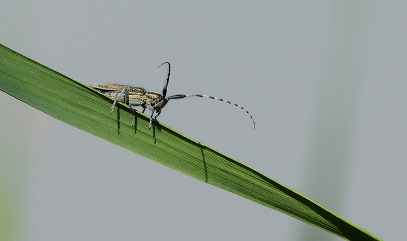 Banyarriquer del pi (Monochamus galloprovincialis)