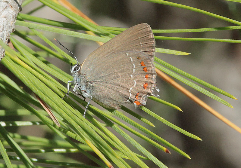 Satyrium spini