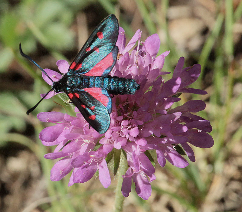 Zygaena trifolii