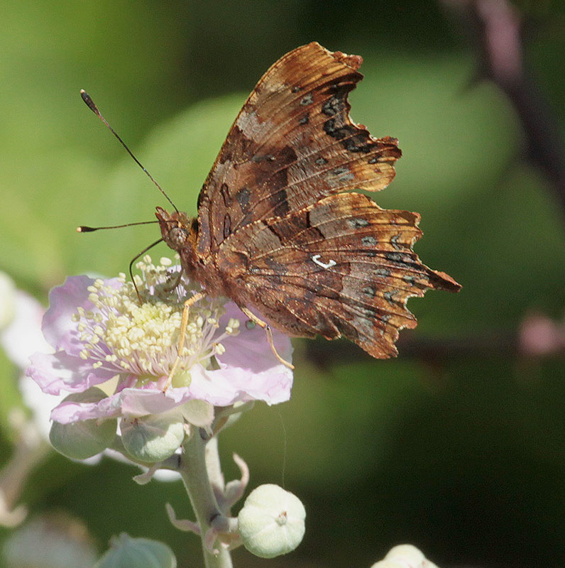 Polygonia c-album