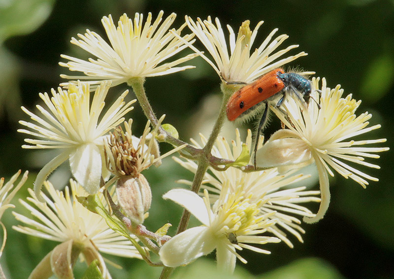 Trichodes octopunctatus