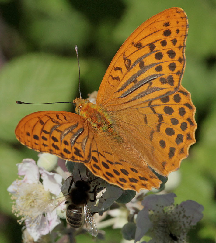 Argynnis paphia