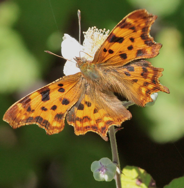 Polygonia c-album