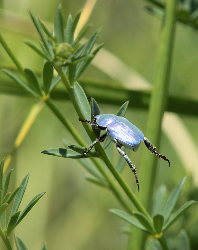 Blau Hopla (Hoplia coerulea