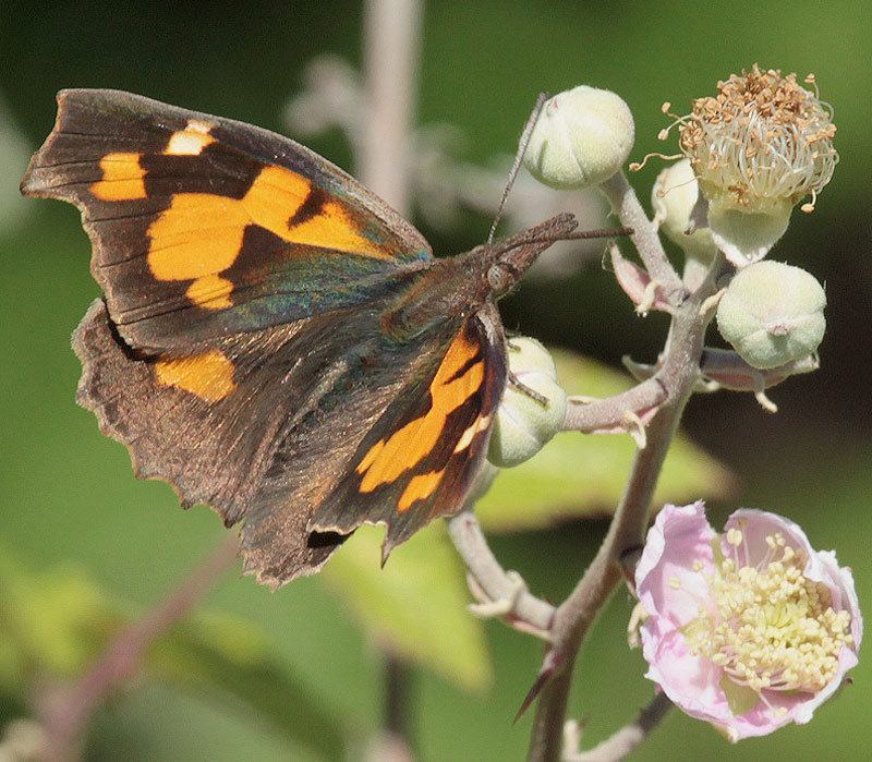 Libythea celtis