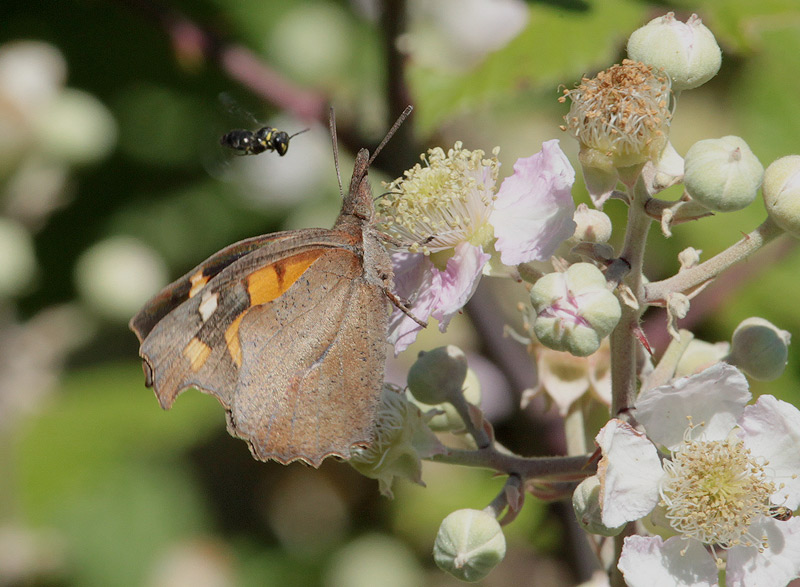 Libythea celtis