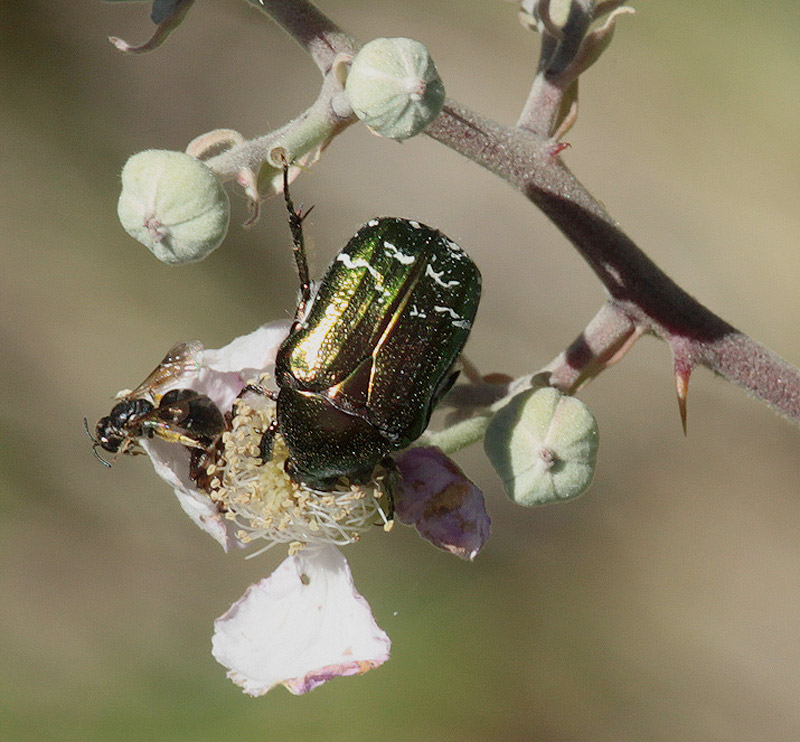 Escarabat de les flors (Cetonia aurata)