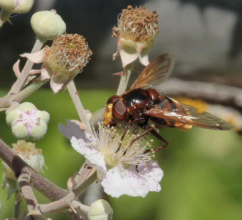 Volucella zonaria