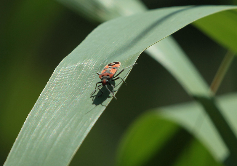 Chinche de camp (Lygaeus equestris)