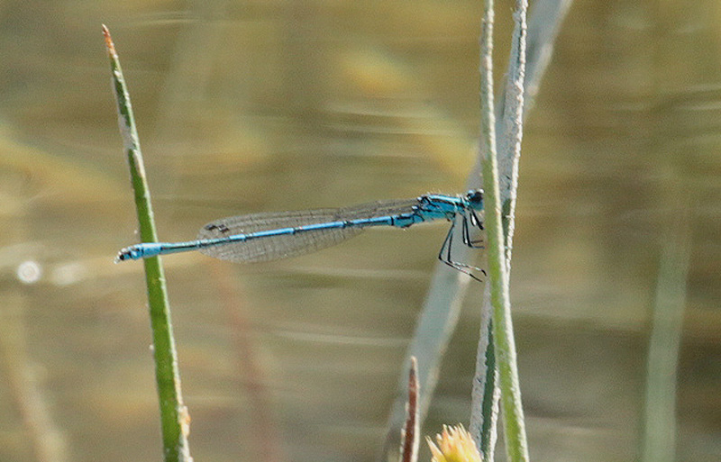 Cercion lindenii, mascle