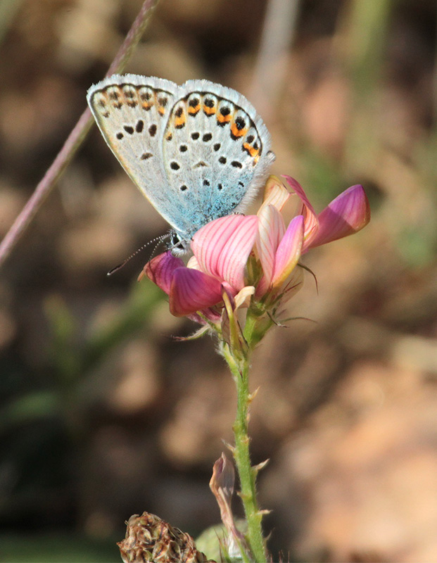 blaveta comuna (Lysandra bellargus), sobre Trepadella   (Onobrychis viciifolia )