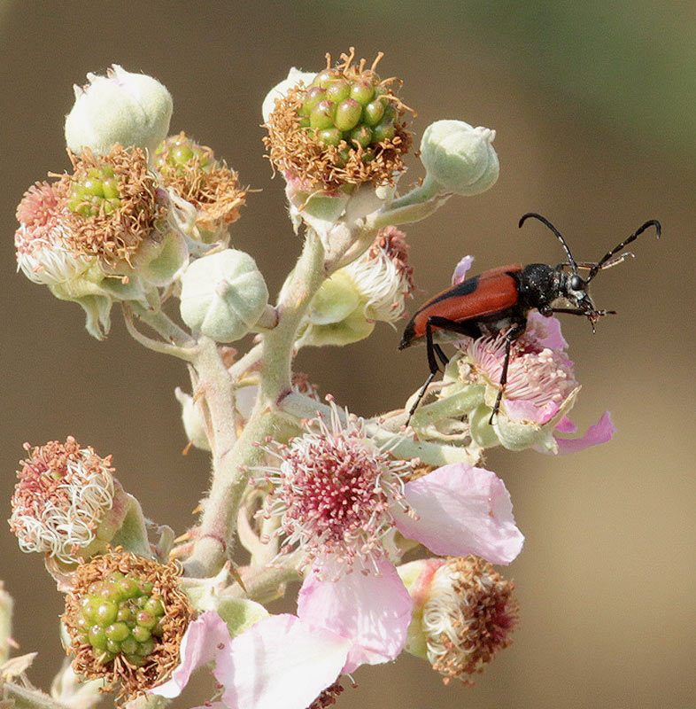 Stictoleptura cordigera