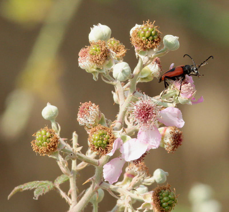 Leptura cordigera