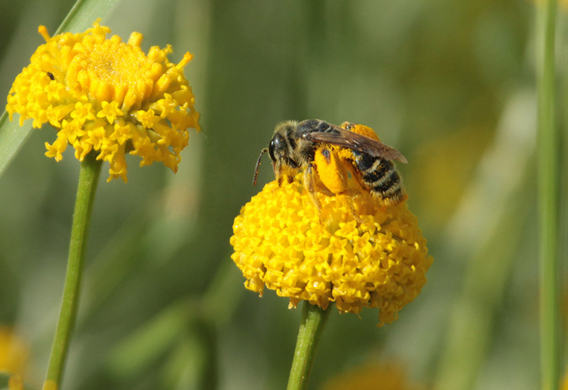 Abella de la mel, (Apis mellifica)