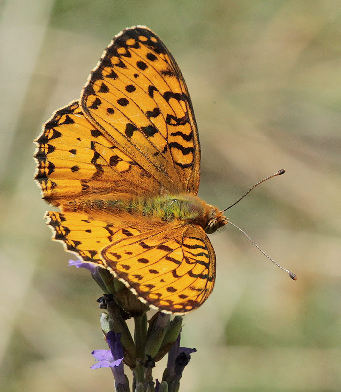 Argynnis aglaja  nimfàlids