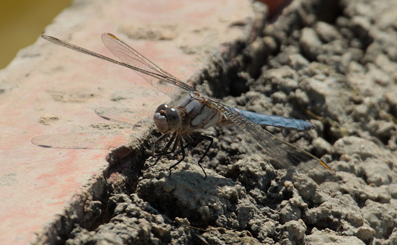 Libèl·lula  blava (Orthetrum cancellatum)