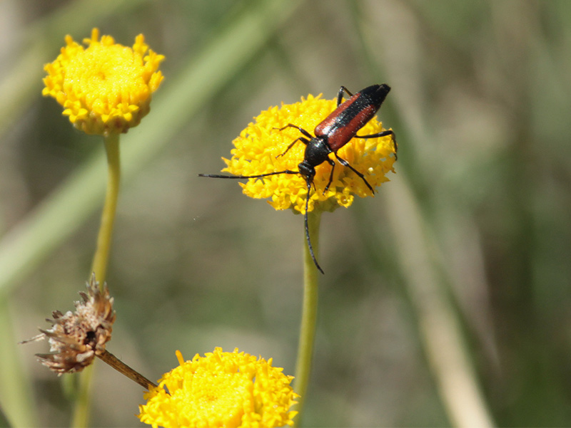 Escarabat d'antenes llargues (Purpuricenus budensis)