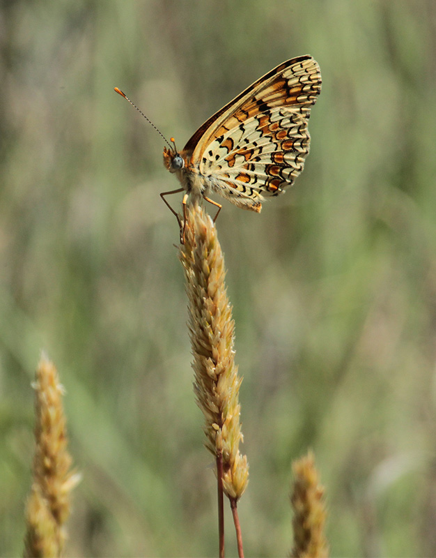 Melitaea phoebe