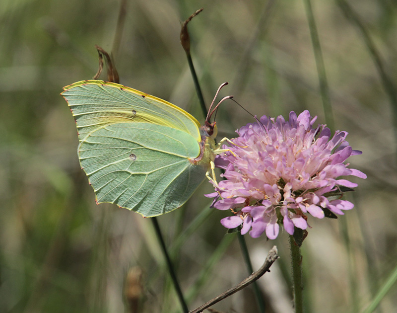 Mascle de Gonepteryx cleopatra,  sobre Escabiosa