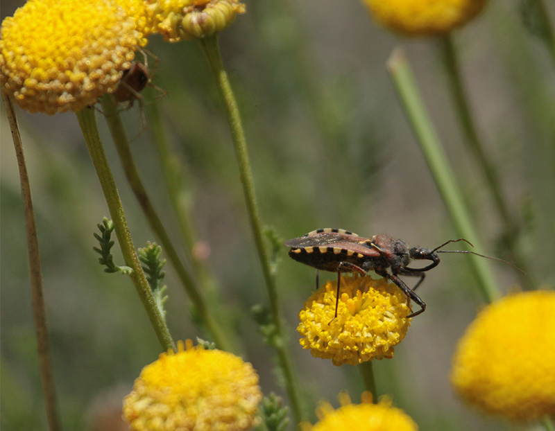 Rhynocoris cuspidatus