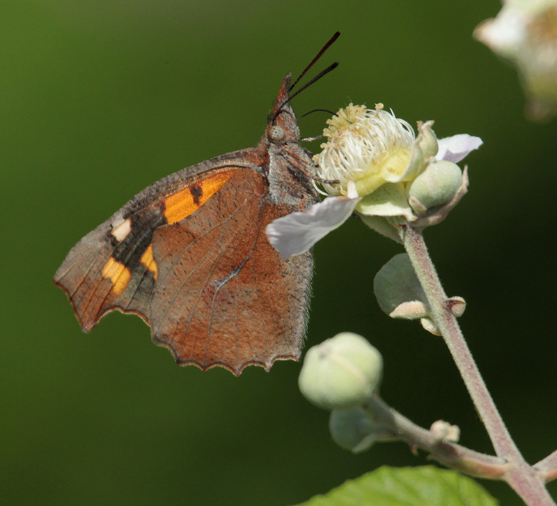 Libythea celtis