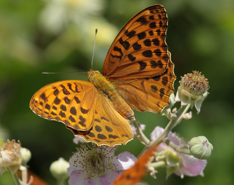 femella de (Argynnis paphia)