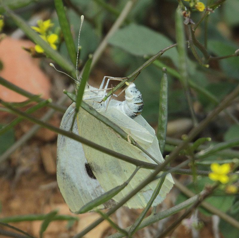 Blanca de la col (Pieris brassicae)