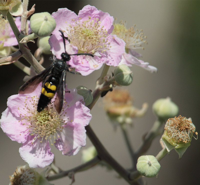 Vespa de galet (Scolia hirta)