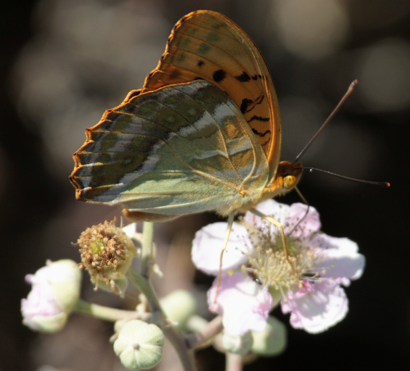 Argynnis paphia