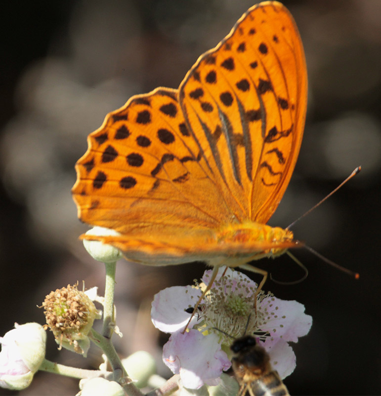 mascle de (Argynnis paphia)