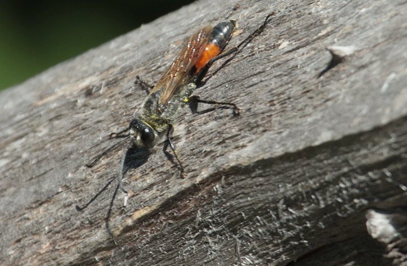 Ammophila sabulosa