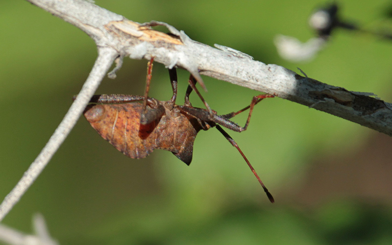 Xinxa pudent (Coreus marginatus).