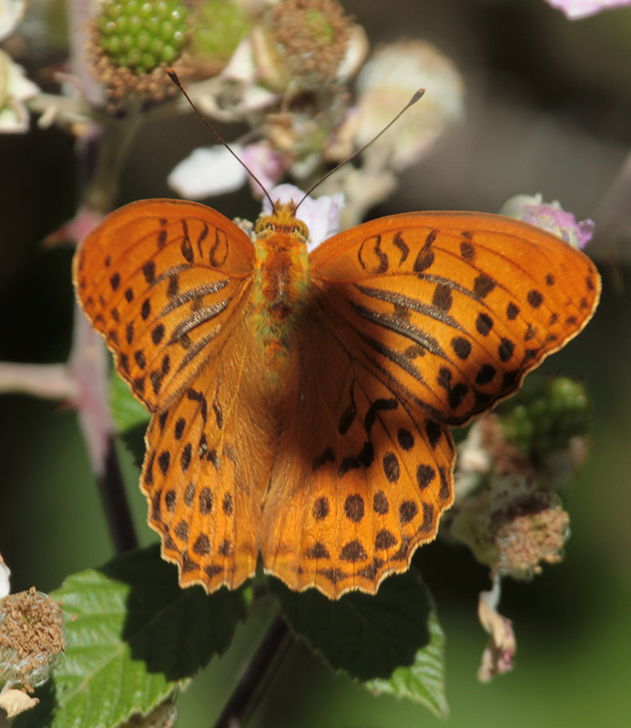 Mascle de Argynnis paphia