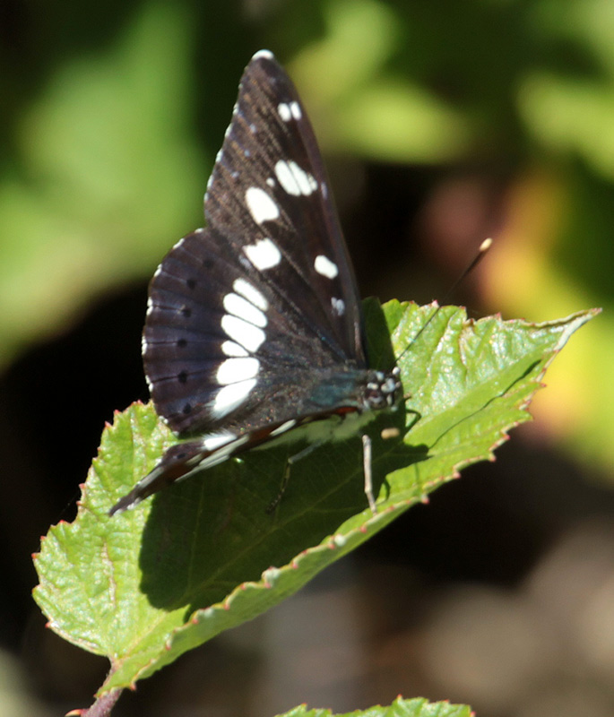 Limenitis reducta