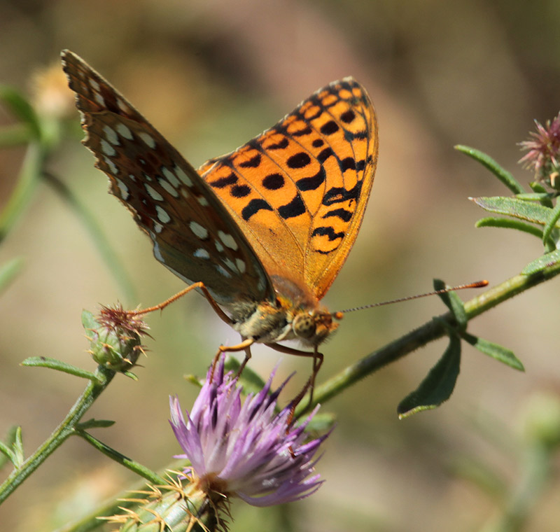 Argynnis adippe