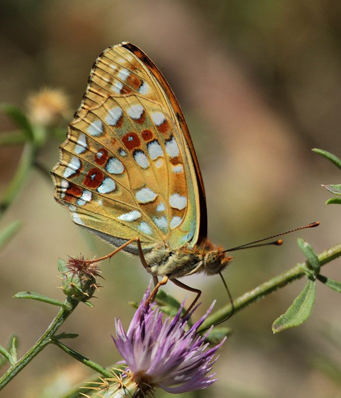 Argynnis adippe