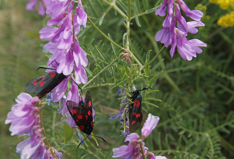 Zigena de cinc punts (Zygaena trifolii) Zygaenidae sobre Veces