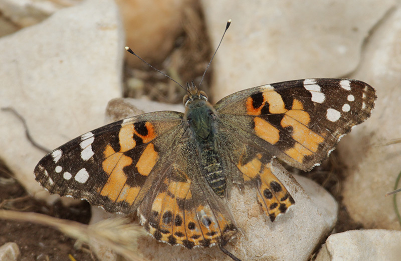 Papallona  dels cards,  mascle (Vanessa cardui)