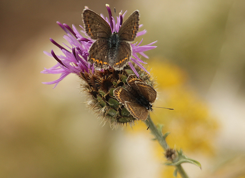 Plebejus argus